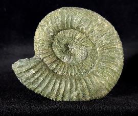 Ammoniten - Deutschland - Orthosphinctes polygyratus (REINECKE 1818)